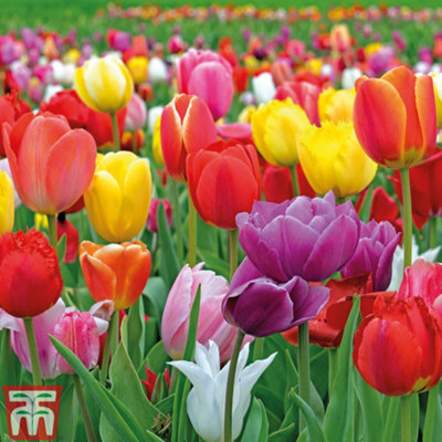 Tulip Majestic Mix 100  Spring Flowering Bulbs