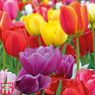 Tulip Majestic Mix 100  Spring Flowering Bulbs