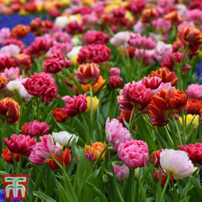 Tulip Murillo Mixed 16 Bulbs (Size 11/12)
