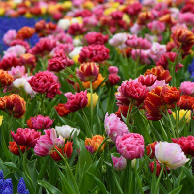 Tulip Murillo Mixed 16 Bulbs (Size 11/12) - 3