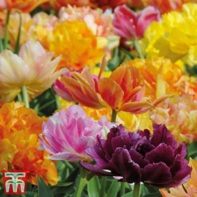 Tulip Murillo Mixed 16 Bulbs (Size 11/12) - 4