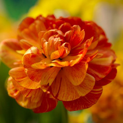 Tulip Murillo Mixed 16 Bulbs (Size 11/12) - 1