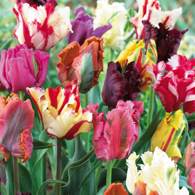 Tulip Parrot Mixed - 32 Spring Flowering Bulbs