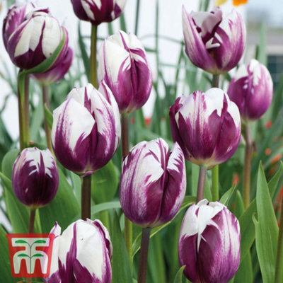 Tulip Patio Collection 40 Bulbs