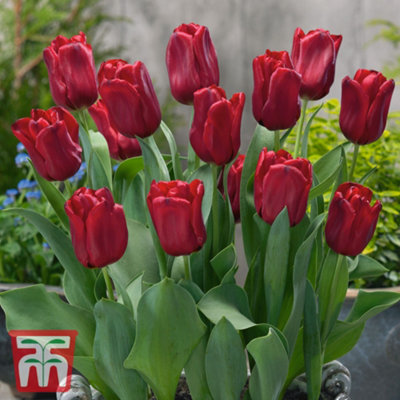 Tulip Patio Collection 80 Bulbs - 3