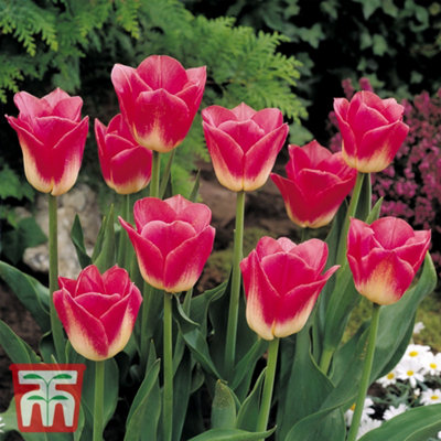 Tulip Patio Collection 80 Bulbs - 5