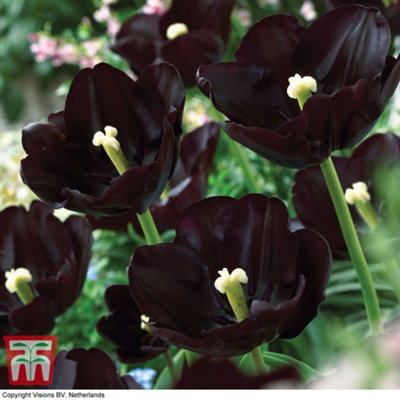 Tulip Paul Scherer 10 Bulbs (Size 10/11)