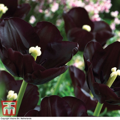 Tulip Paul Scherer 10 Bulbs (Size 10/11)