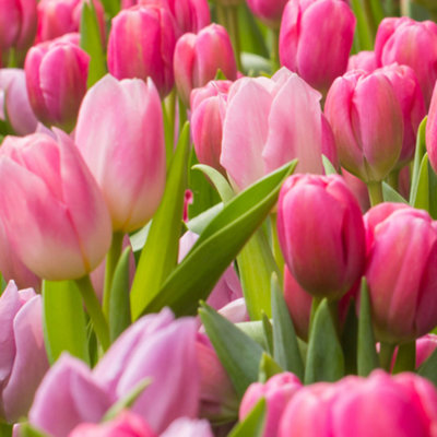 Tulip Peach Blossom Flowering Bulbs - Delicate Peach Blooms (25 Pack)