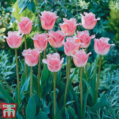 Tulip Pink Fountain 16 Bulbs (Size 11/12)
