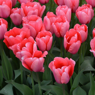 Tulip Pink Impression 5 Bulbs - Spring Flowering