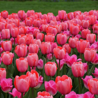 Tulip Pink Impression 5 Bulbs - Spring Flowering