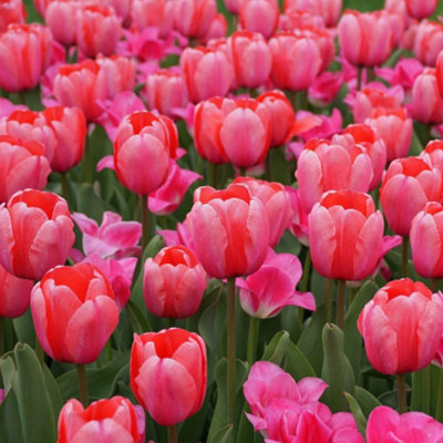 Tulip Pink Impression 5 Bulbs - Spring Flowering - 3