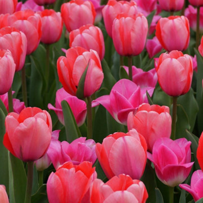 Tulip Pink Impression 5 Bulbs - Spring Flowering - 4