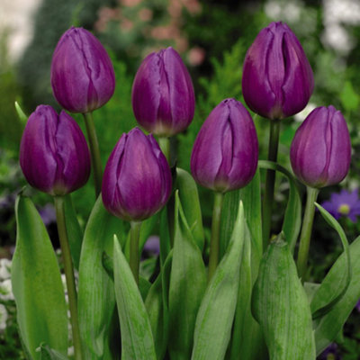 Tulip Purple Flag 16 Bulbs (Size 11/12)