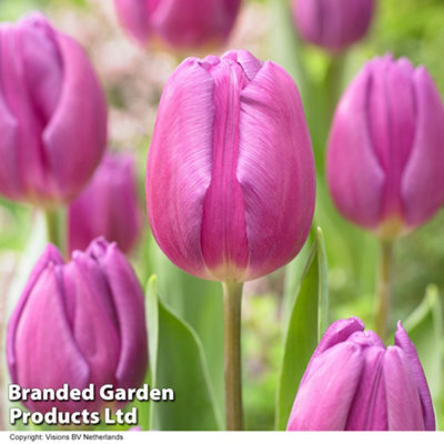 Tulip Purple Flag 32 Bulbs (Size 11/12)