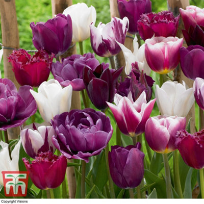 Tulip Purple Passion 25 Bulbs - Spring Flowering