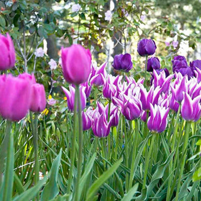 Tulip Purple Passion 25 Bulbs - Spring Flowering