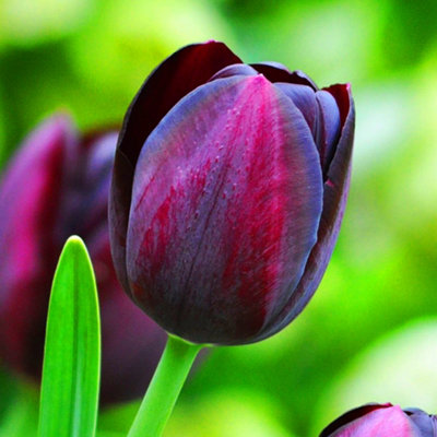 Tulip Queen of Night Flowering Bulbs - Deep Purple Blooms (25 Pack)