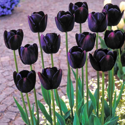 Tulip Queen of Night Flowering Bulbs - Deep Purple Blooms (25 Pack)