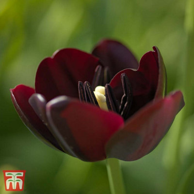 Tulip Queen of the Night 16 Bulbs (Size 11/12)