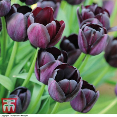 Tulip Queen of the Night 8 Bulbs (Size 11/12)