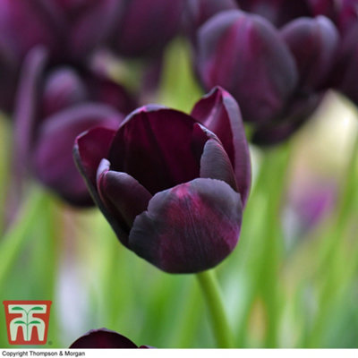 Tulip Queen of the Night 8 Bulbs (Size 11/12) - 3