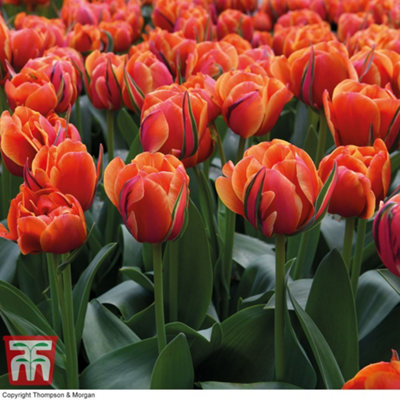 Tulip Queensday 16 Bulbs (Size 11/12)