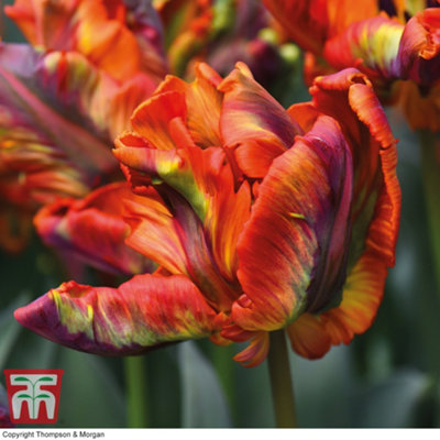 Tulip Rasta Parrot 5 Bulbs (Size 12+)