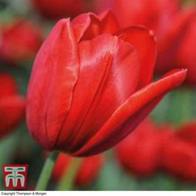 Tulip Red Impression 64 Bulbs (Size 10/11)