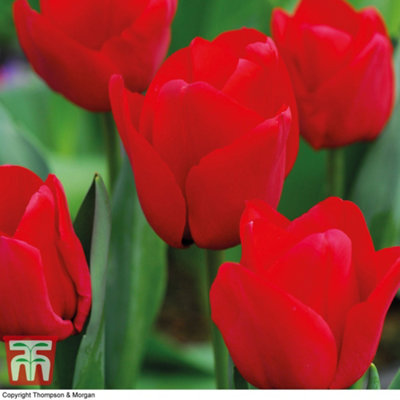 Tulip Red Impression 64 Bulbs (Size 10/11)