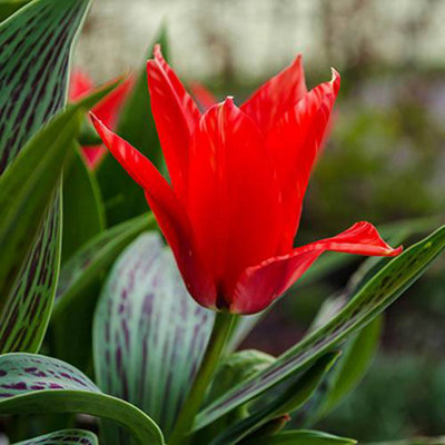 Tulip Red Riding Hood 20 bulbs size 10/11 | DIY at B&Q