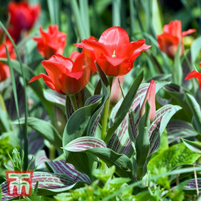 Tulip Red Riding Hood 30 Bulbs (Size 10/11)