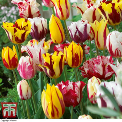 Tulip Rembrandt Mix 60 Bulbs (Size 10/11)