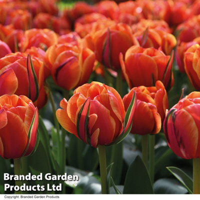 Tulip Royal Palace Doubles Collection 30 Bulbs