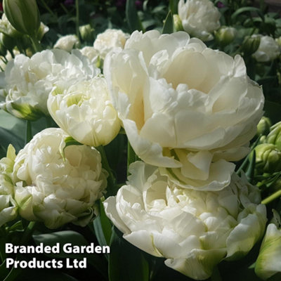 Tulip Royal Palace Doubles Collection 30 Bulbs - 3