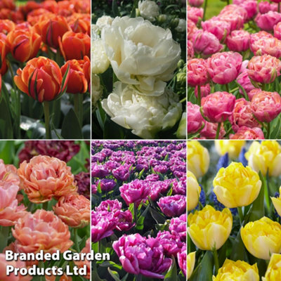 Tulip Royal Palace Doubles Collection 60 Bulbs