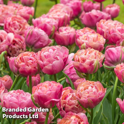 Tulip Royal Palace Doubles Collection 60 Bulbs