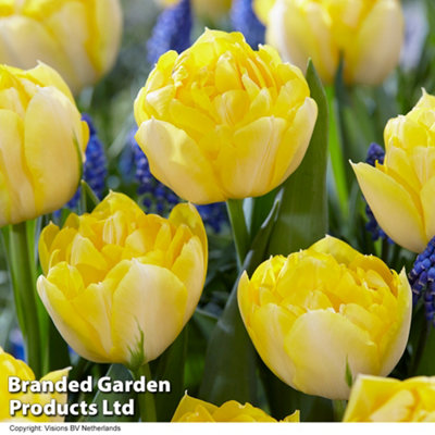 Tulip Royal Palace Doubles Collection 60 Bulbs - 4