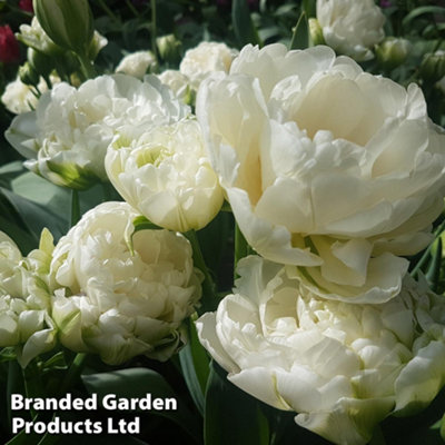 Tulip Royal Palace Doubles Collection 60 Bulbs - 5