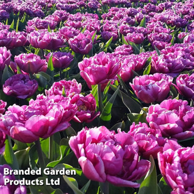 Tulip Royal Palace Doubles Collection 60 Bulbs - 6