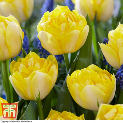 Tulip Secret Perfume 10 Bulbs (Size 10/11)