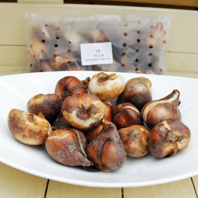 Tulip Shirley 32 Bulbs (Size 10/11) - 1