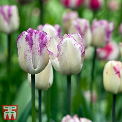 Tulip Shirley 64 Bulbs (Size 10/11)