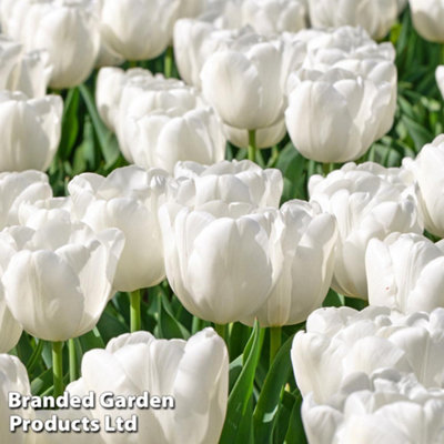 Tulip Single Early White Prince 10 Bulbs