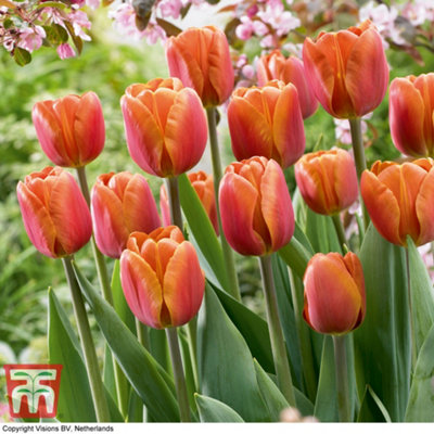Tulip Single Triumph Late Brown Sugar 10 Bulbs (Size 10/11)