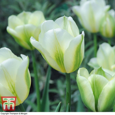 Tulip Spring Green 10 Bulbs (Size 11/12)