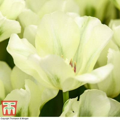 Tulip Spring Green 10 Bulbs (Size 11/12)