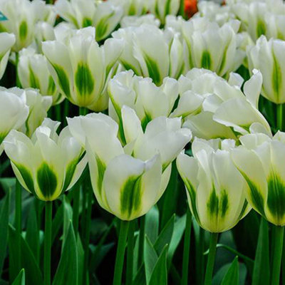 Tulip Spring Green 20 bulbs size 10/11