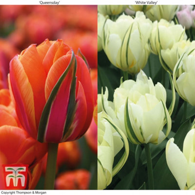 Tulip Striking Queensday & White Valley 32 Bulbs (Size 11/12)